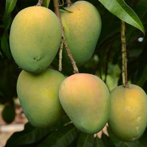 Haribhanga (Plz Ask Price Before Order)