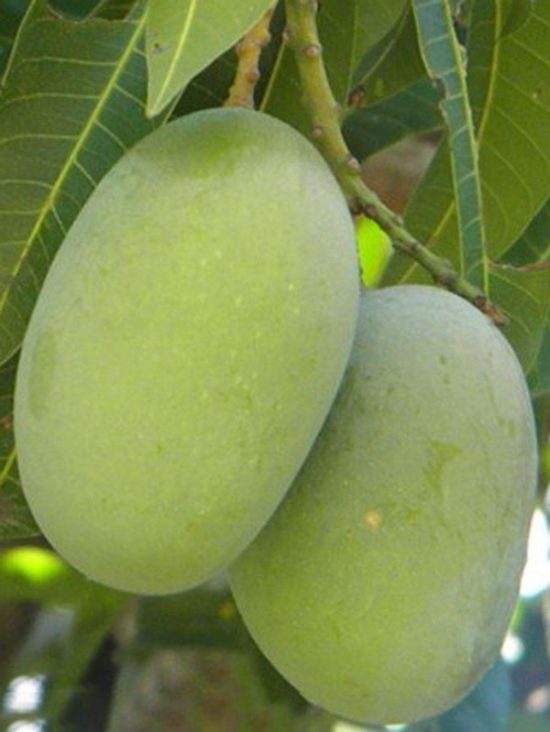 product name